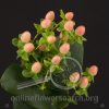 Hypericum Salmon Classic