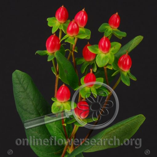 Hypericum Red Temptation