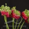 Ranunculus Grimaldi
