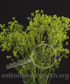 Alchemilla Robustica
