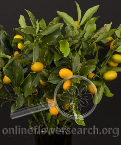 Kumquad (Citrus)