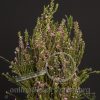 Diosma