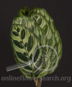 Calathea makoyana