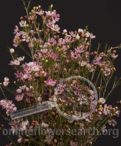 Waxflower Hybrid Pink Gemflower