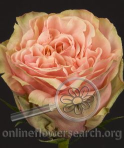 Rose Pink Finess