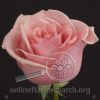 Rose Pink Magic