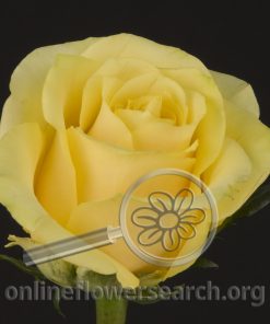 Rose Butterscotch