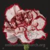Carnation White Bicolor