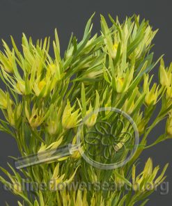 Leucadendron Eucalitifolium