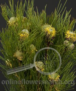 Leucadendron Isopogon Yellow