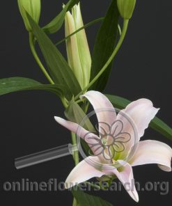 Lily Oriental All Star