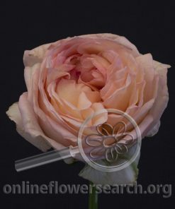 Rose Angie Romantica