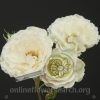 Spray Rose Carla Romantica