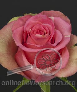Rose Larimar