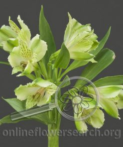 Alstroemeria Green Day