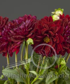 Dahlia Burgundy