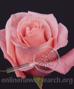 Rose Gorgeous