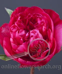 Peony Big Ben