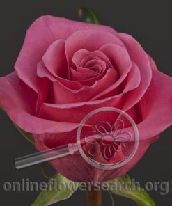 Rose Breezer