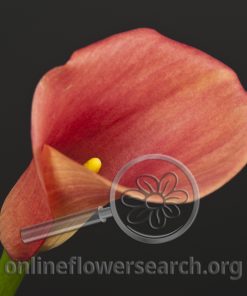 Calla Coral