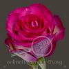 Rose Past Time