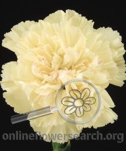 Carnation Cream