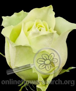 Rose Something Mint