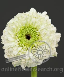 Gerbera Gerrondo Terra Calysto