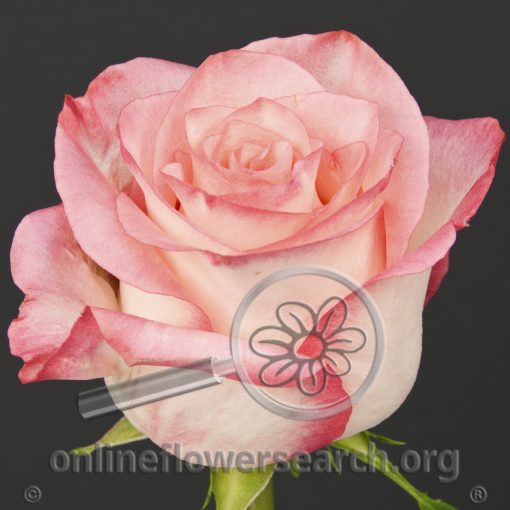 Rose Boulevard