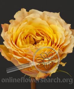 Rose Caraluna