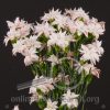 Dianthus Star Rosa