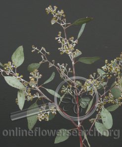 Eucalyptus Cupped