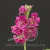 Stock Mia Pink