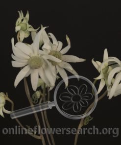 Flannel Flower