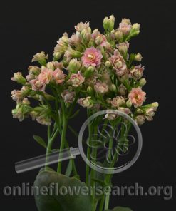 Kalanchoe Pink