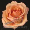 Rose Lyrica