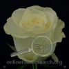 Rose Cream Unique (aka Coco)