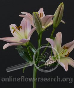 Lily LA Hybrid Party Diamond