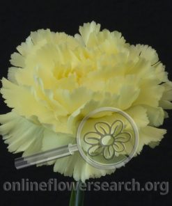 Carnation Gioele