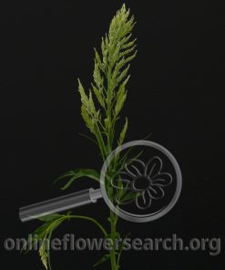 Celosia Plume Green