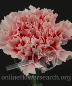 Carnation Felix