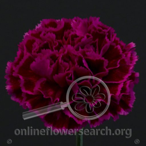 Carnation Nobbio Violet