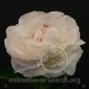 Peony Mother's Choice