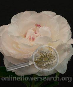 Peony Mother's Choice