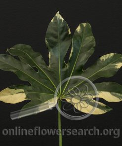 Fatsia japonica (Aralia) Variegated