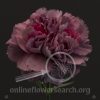 Carnation Hypnosis