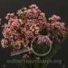 Waxflower Sarah's Delight