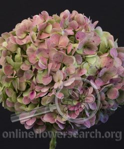 Hydrangea Antique Red