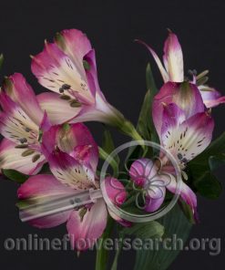 Alstroemeria Cupido