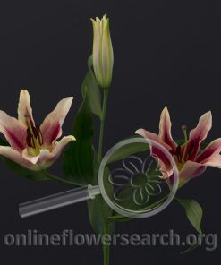 Lily Oriental Amarossi